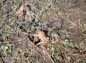 Biodrill-spr