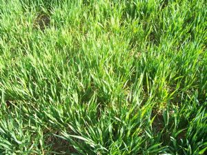 Wheat-may
