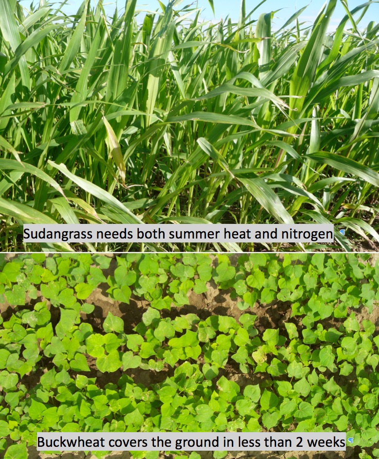 Keys to Cover Crop Success – Cover Crop Guide for NY Growers