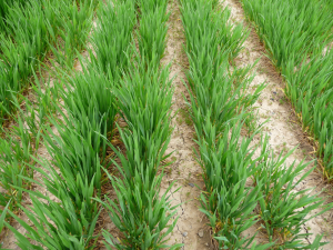 Rye is under 6 inches tall with no stem elongation